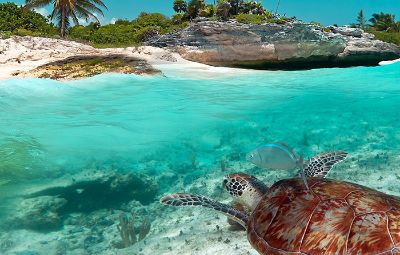 Turtle swimming in the sea in Mexico 
